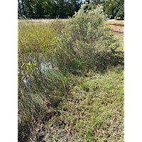 King tide image